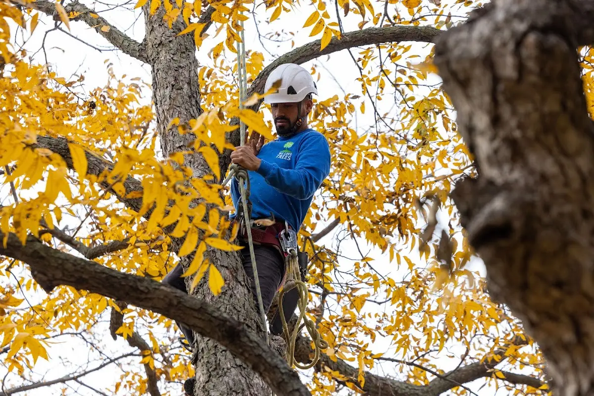 Skilled Dead Tree Removal crew working in Thornton